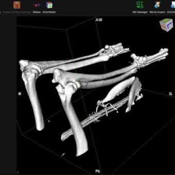 3D rendering of CT scan DICOM data showing canine bone structure