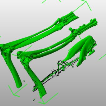 Raw 3D CAD model generated from veterinary CT scan DICOM data