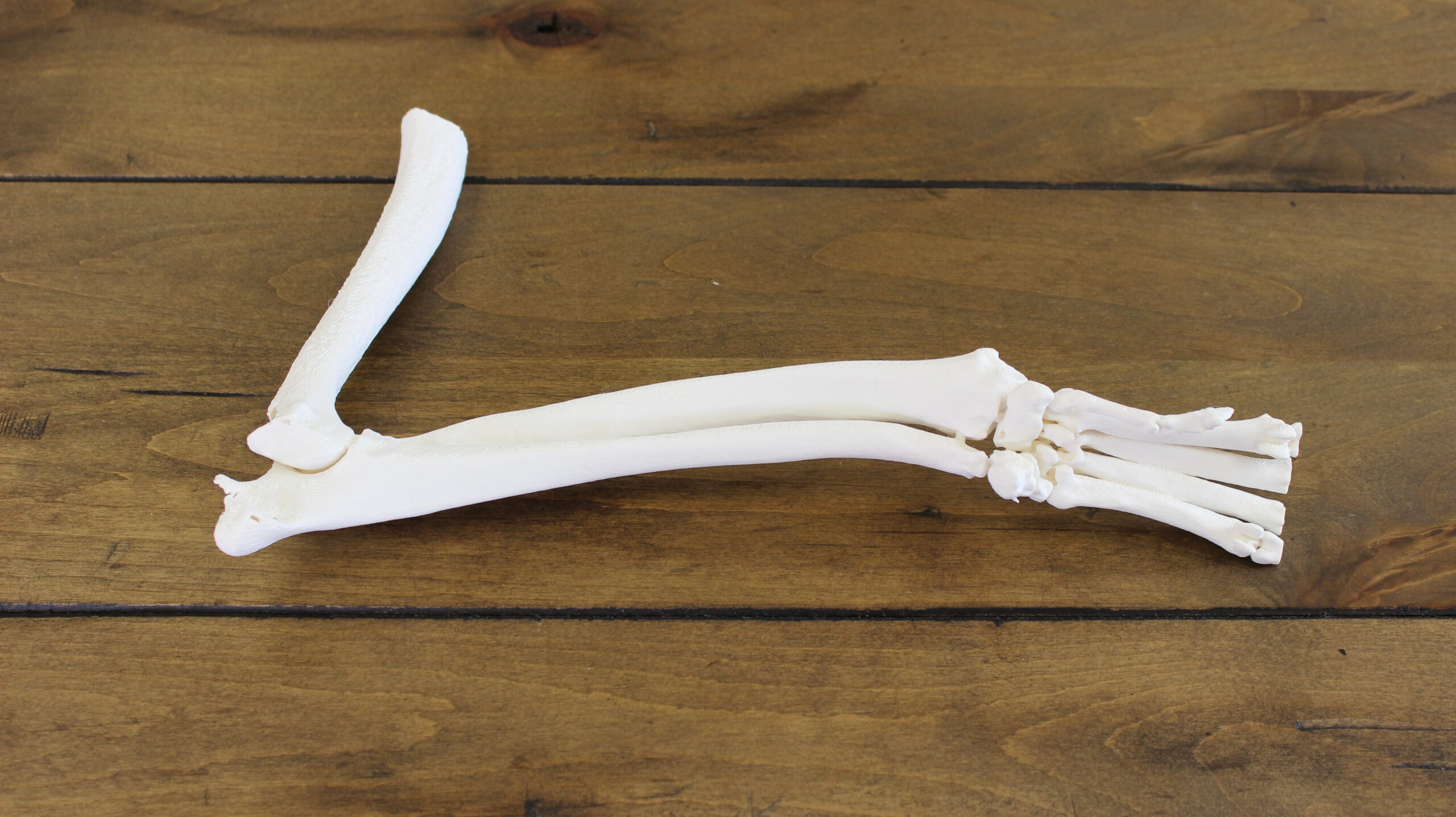 3D printed orthopedic bone model used for veterinary surgery preparation