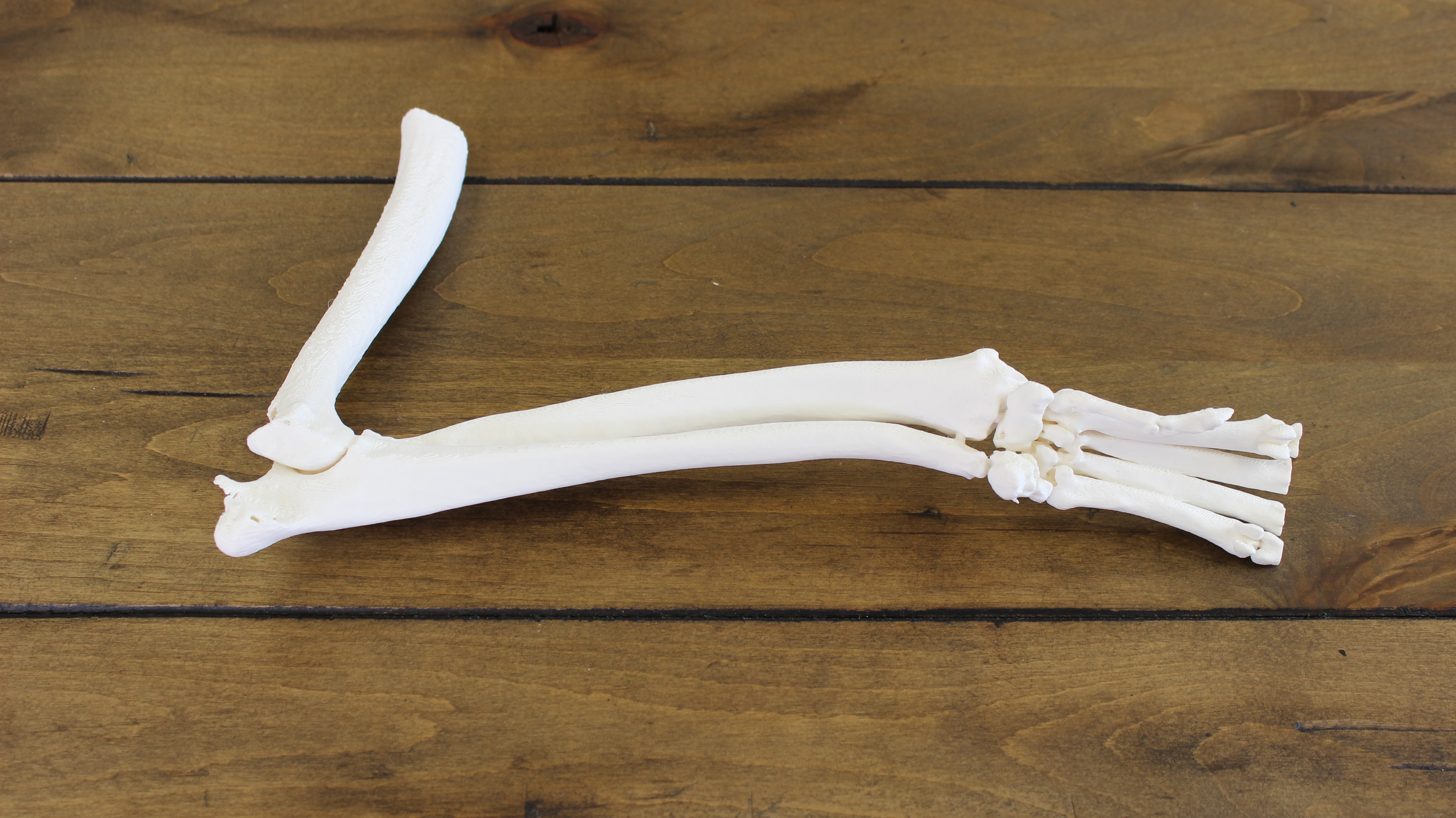 3D printed orthopedic bone model for veterinary surgery